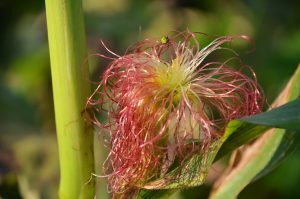 20170915 boysgrow 06 BoysGrow