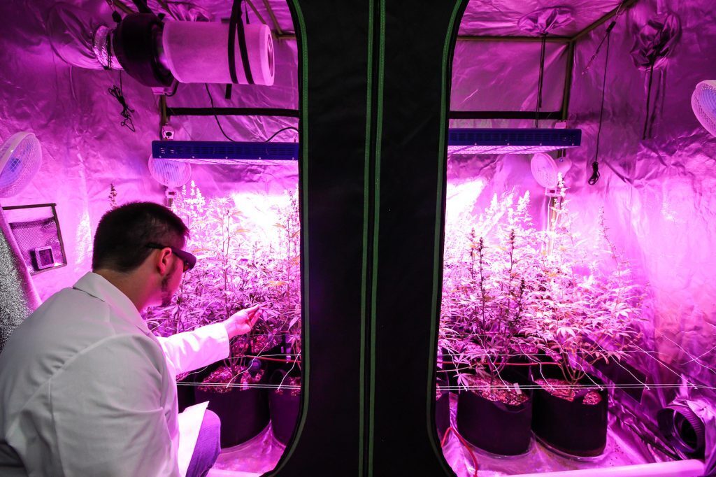 Photo courtesy of United American Hemp