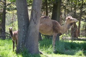 Rod Malchow R&P Camel Co 06