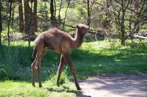 Rod Malchow R&P Camel Co 07