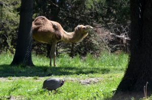 Rod Malchow R&P Camel Co 09