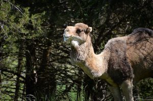 Rod Malchow R&P Camel Co 10