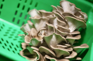 MyCo Planet Italian Oyster mushrooms 01
