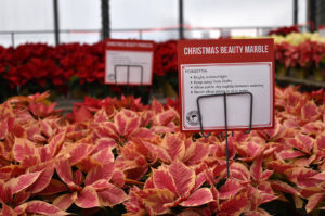 Family Tree Nursery holiday 2022 05