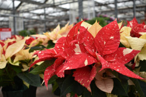 Family Tree Nursery holiday 2022 06