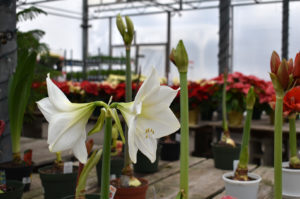 Family Tree Nursery holiday 2022 07