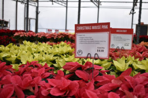 Family Tree Nursery holiday 2022 08