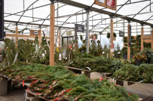 Family Tree Nursery holiday 2022 11