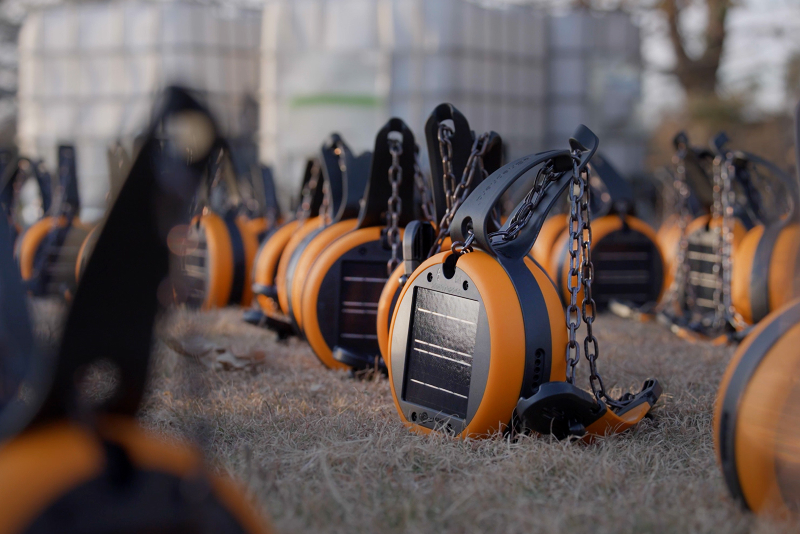 E-collars worn by cattle ranched by Plainview Beef; photo courtesy of Plainview Beef